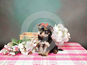 Yorkshire Terrier puppy sits in a wicker basket with flowers