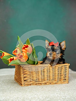 Yorkshire Terrier puppy sits in a wicker basket with orange tulips