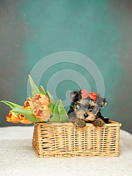 Yorkshire Terrier puppy sits in a wicker basket with orange tulips