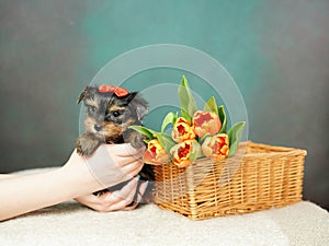 Yorkshire Terrier puppy sits in a wicker basket with orange tulips