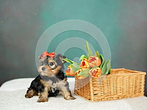 Yorkshire Terrier puppy sits in a wicker basket with orange tulips