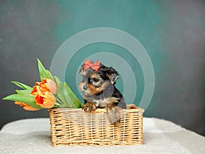 Yorkshire Terrier puppy sits in a wicker basket with orange tulips