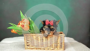 Yorkshire Terrier puppy sits in a wicker basket with orange tulips