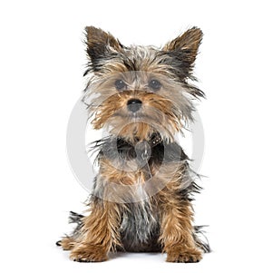 Yorkshire terrier puppy sitting against white background