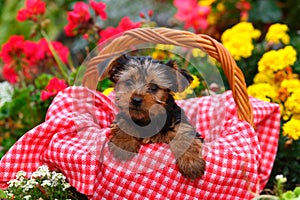 Yorkshire Terrier puppy sitting in basket with red and white blanket