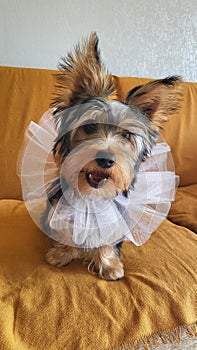 Yorkshire Terrier puppy sitting down