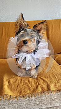 Yorkshire Terrier puppy sitting down