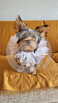 Yorkshire Terrier puppy sitting down