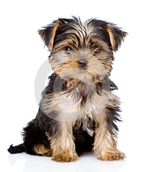 Yorkshire Terrier puppy sitting in front. isolated on white back