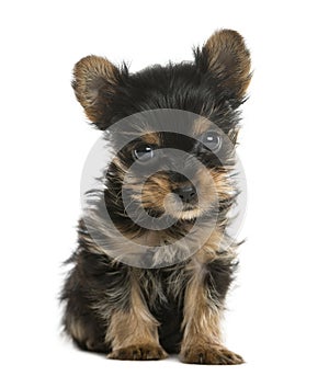 Yorkshire terrier puppy sitting