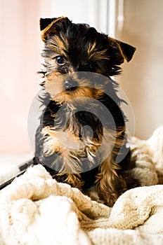 Yorkshire Terrier puppy sitting, 3 months old, on white knitted blanket