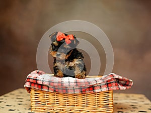 Yorkshire terrier puppy sitting in a wicker basket with a red bow on his head on a brown background