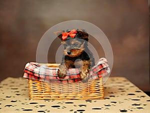Yorkshire terrier puppy sitting in a wicker basket with a red bow on his head on a brown background