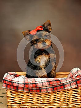 Yorkshire terrier puppy sitting in a wicker basket with a red bow on his head on a brown background