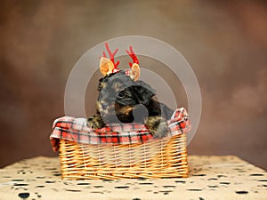 Yorkshire terrier puppy sitting in a wicker basket with a red bow on his head on a brown background