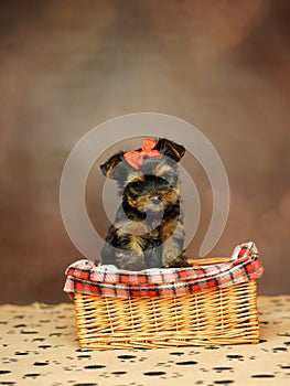 Yorkshire terrier puppy sitting in a wicker basket with a red bow on his head on a brown background