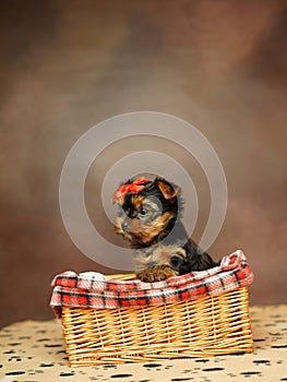 Yorkshire terrier puppy sitting in a wicker basket with a red bow on his head on a brown background