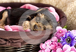 Yorkshire Terrier Puppy Sleeping photo