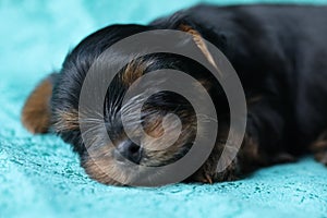 Yorkshire Terrier puppy sleeping on blue background