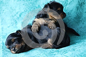 Yorkshire Terrier puppy sleeping on blue background