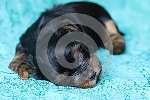 Yorkshire Terrier puppy sleeping on blue background