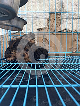 Yorkshire terrier puppy sleeping in the cage