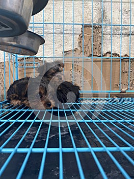 Yorkshire terrier puppy sleeping in the cage