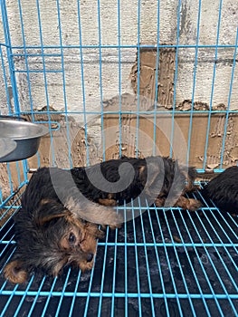 Yorkshire terrier puppy sleeping in the cage