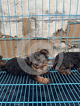 Yorkshire terrier puppy sleeping in the cage