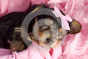 Yorkshire Terrier Puppy Sleeping Closeup