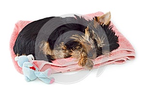 Yorkshire Terrier puppy sleeping on pink towel