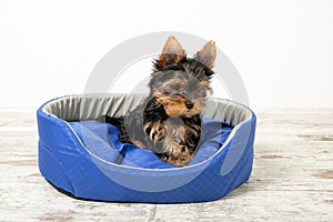 Yorkshire Terrier puppy sleeping in a room on a dog bed.