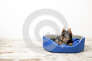 Yorkshire Terrier puppy sleeping in a room on a dog bed. Animals.