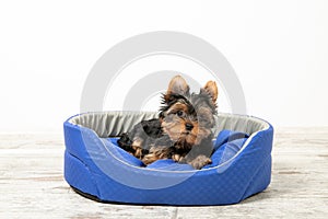Yorkshire Terrier puppy sleeping in a room on a dog bed. Animals