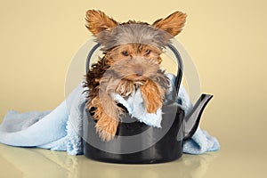 Yorkshire Terrier puppy standing in studio looking inquisitive p