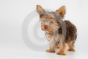 Yorkshire Terrier puppy standing in studio looking inquisitive w