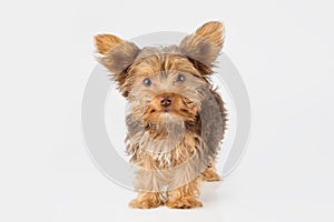 Yorkshire Terrier puppy standing in studio looking inquisitive w