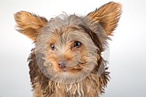 Yorkshire Terrier puppy standing in studio looking inquisitive w