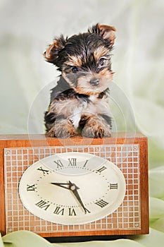 Yorkshire Terrier puppy stands, leaning on a clock