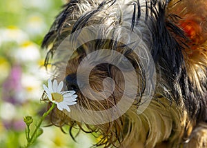 A Yorkshire terrier puppy, wet with dew, plays on the lawn in summer