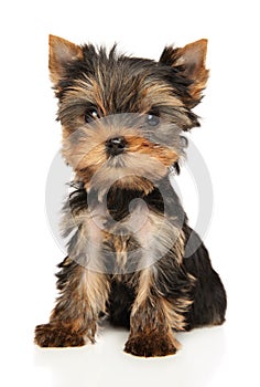 Yorkshire Terrier puppy on a white
