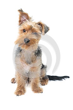 Yorkshire Terrier Puppy on White Background.