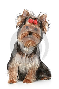 Yorkshire Terrier puppy on a white background