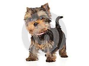 Yorkshire Terrier puppy on white background