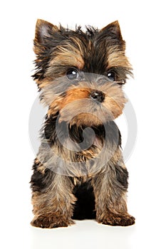 Yorkshire Terrier puppy on white background