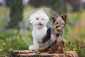 Yorkshire terrier puppy  and white Bichon frise puppy dog sitting on a tree trunk in forest