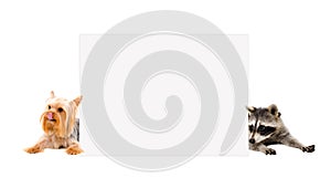 Yorkshire terrier and raccoon, peeking from behind a banner