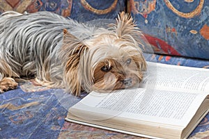 Yorkshire terrier is reading an open book
