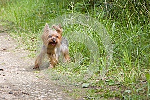 Yorkshire Terrier is ready to take off and run along a country road.