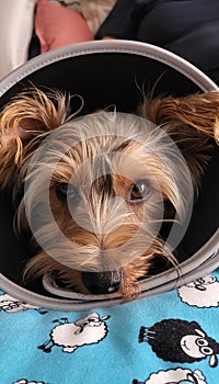 Yorkshire Terrier recovering from surgery